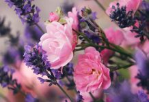 100 de citate despre natura care surprind frumusetea pamantului nostru