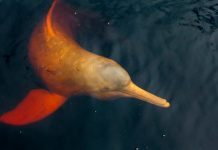 Delfin urias antic: Noua descoperire a oamenilor de stiinta in Amazon